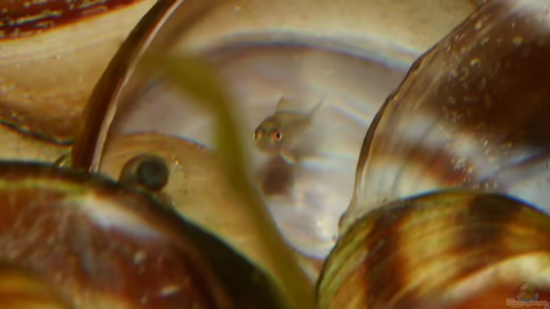 01.06.2011 (Jungfische) - Photo: Apl. Prof. Dr. rer. nat. habil. Manfred Wanner von timme (63)