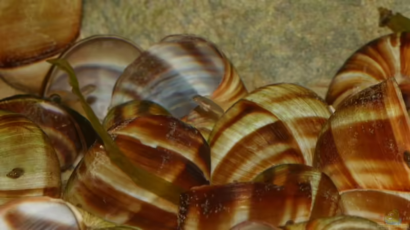 01.06.2011 (Jungfische) - Photo: Apl. Prof. Dr. rer. nat. habil. Manfred Wanner von timme (65)