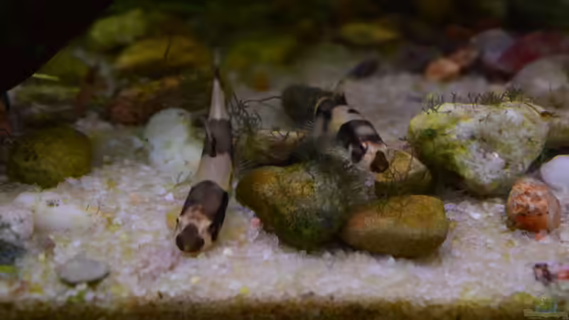 01.06.2019 von Junglist (45)