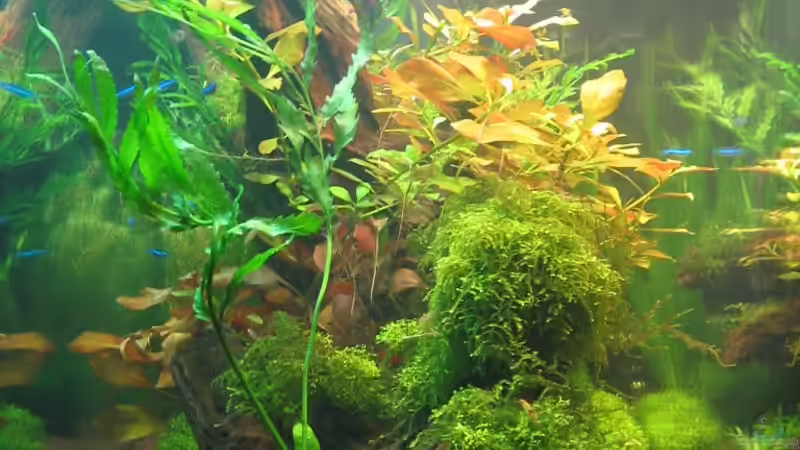 01.07.08 Seite von Ralle (6)