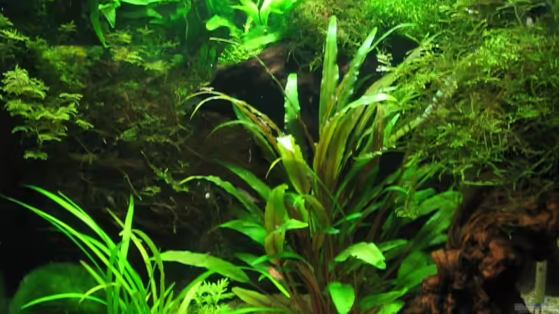 01.07.08 von Ralle (5)