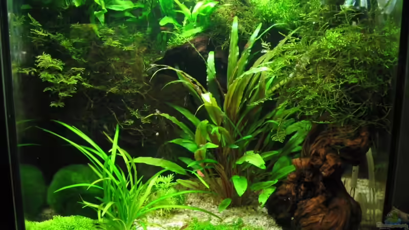 01.07.08 von Ralle (7)