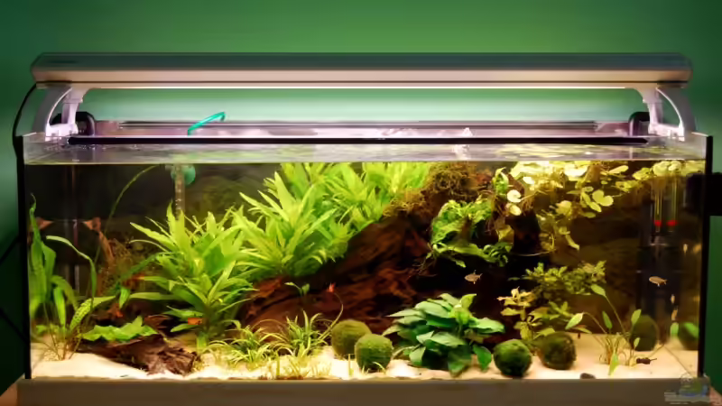 01.07.09 von Danubia (6)