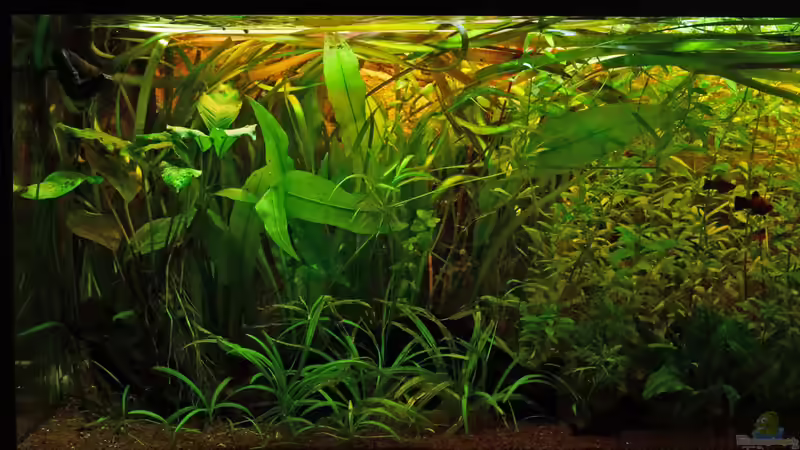 01.07.2014 - Front linke Seite von solo (3)