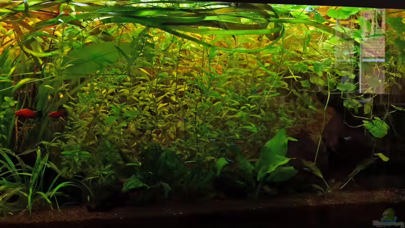 01.07.2014 - Front rechte Seite von solo (4)