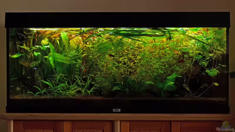 01.07.2014 - Front total von solo (2)