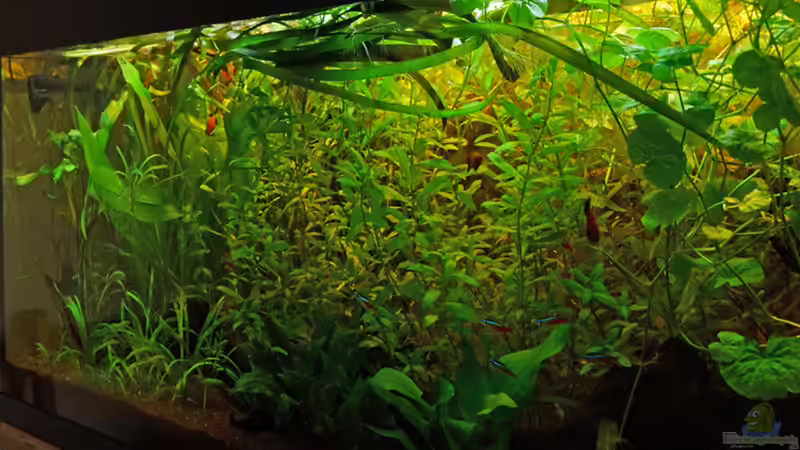 01.07.2014 Titelbild von solo (1)