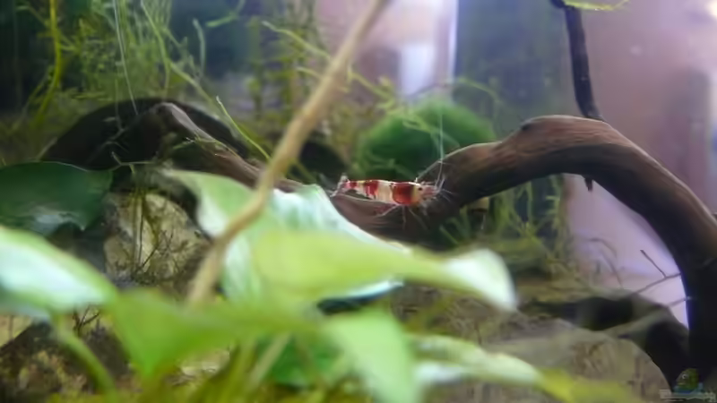 01.08.2010 von Bunter Fisch (18)