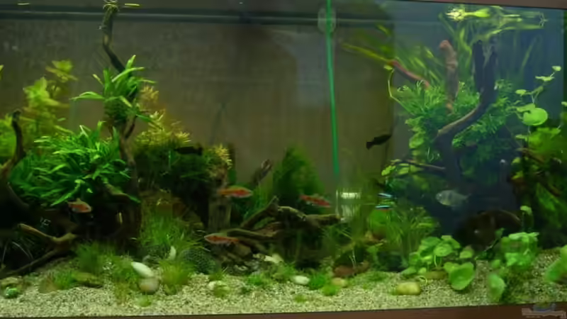 01.08.2011 Abend von Volkmar1 (15)