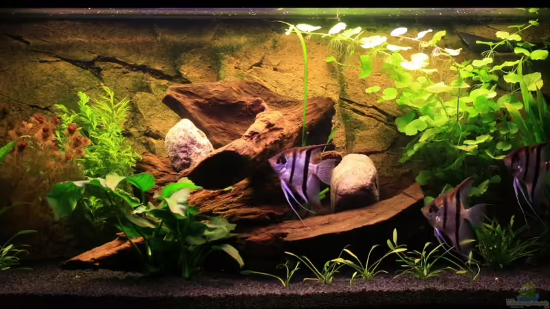 01.09.13 von semimarinus (6)