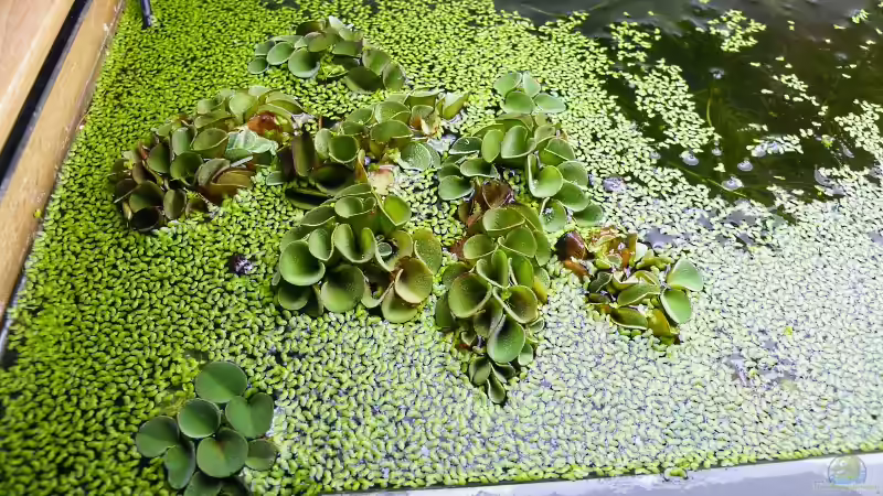 01.10.2010 - Offenes Becken mit Schwimmfarn und Wasserlinsen von bergfrau (21)