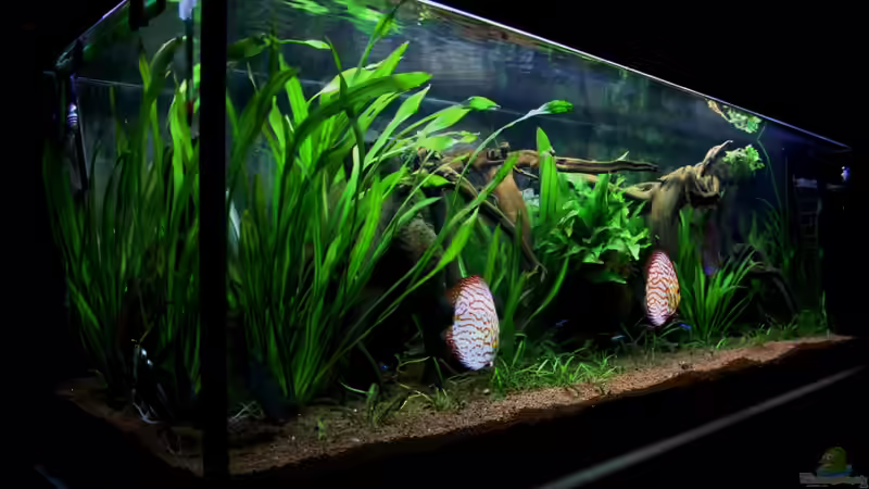 ***01.10.2011*** von Sue (17)