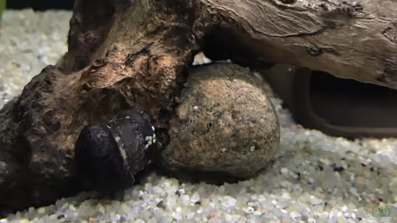 01.10.24 Schneckenpost im Kongo River von herkla (38)