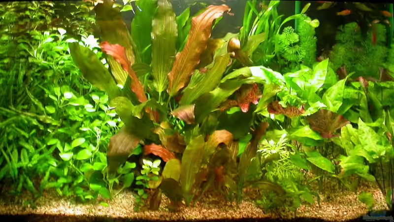 01.11.2007 von Susanne Schmohl (4)