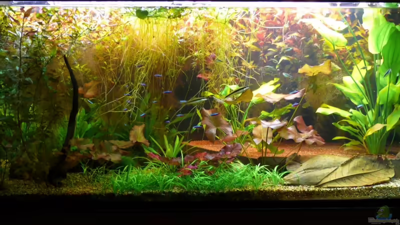 01.11.2008 von Die kleine Meerjungfrau (12)