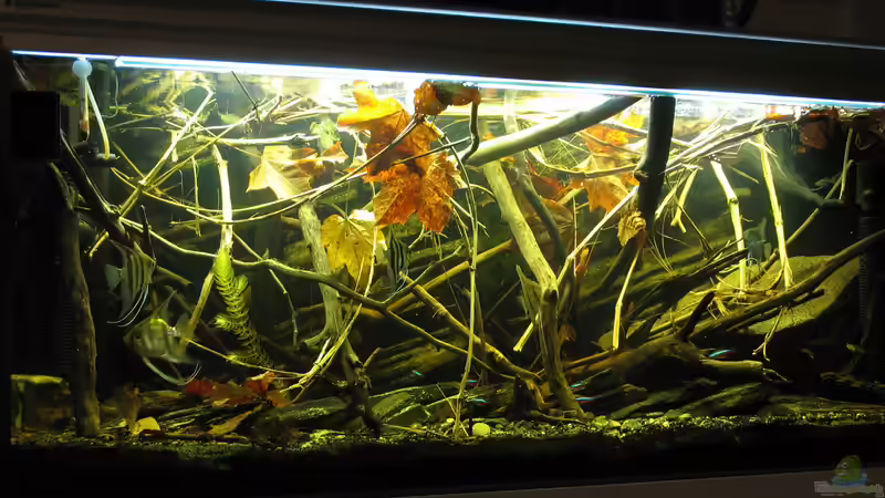 01.11.2015 mit Diffusor von der Theoretiker (6)