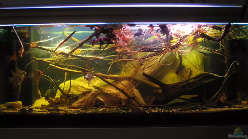 01.11.2016  von der Theoretiker (24)