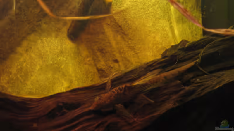 01.11.2016 sturisoma auf Mangrove von der Theoretiker (55)