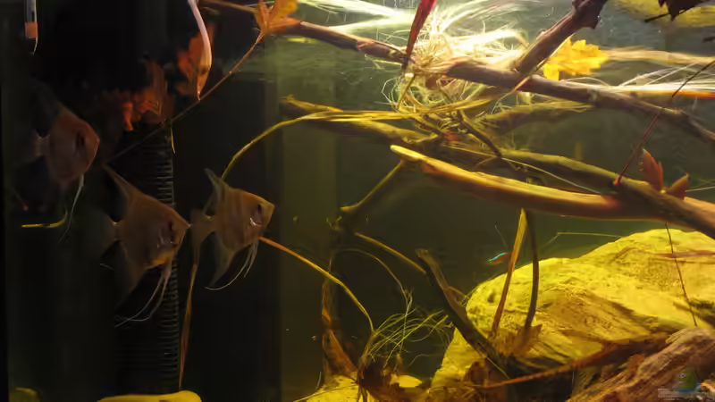 01.11.2016 sturisoma und Skalare von der Theoretiker (54)