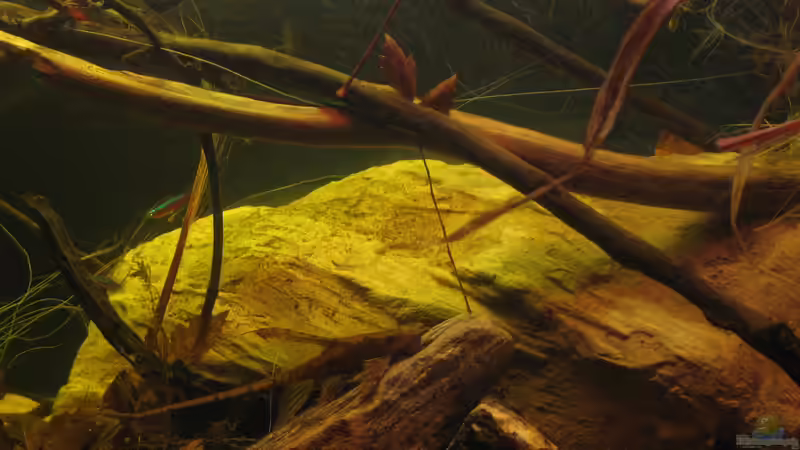 01.11.2016 sturisoma von der Theoretiker (53)