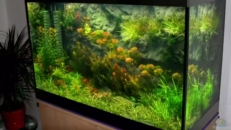 01.12. 2010 Eine Woche nach Neueinrichtung von @mazonas (6)