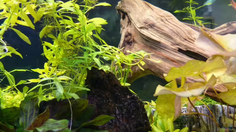 01.12.09 von Eberhard Brammer (10)