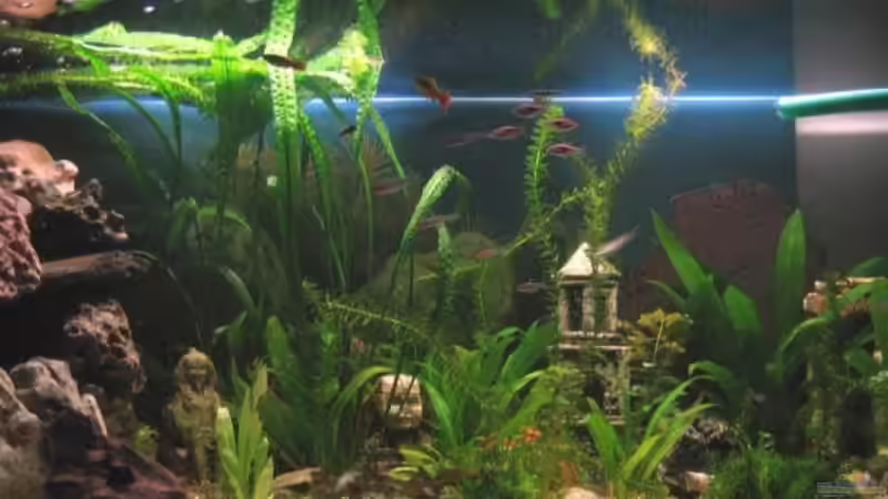 01.12.2008 nach erster großen Säuberungs- und Umbauaktion vor der 3-D Wand von Gaspode (4)