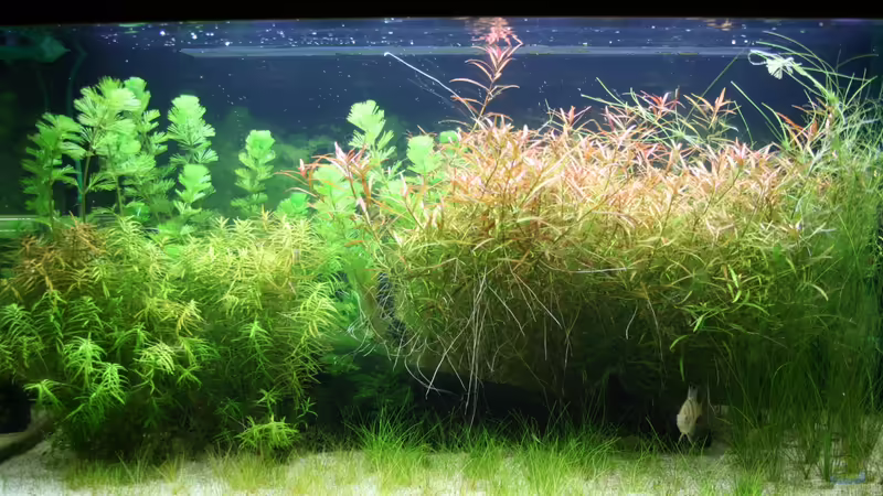 01.12.2012 von Susanne Axt (4)