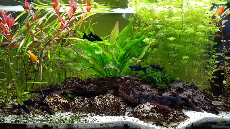 01.12.2018_1 von Pegnitz (11)