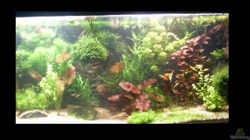 01_2009 von Dschinn (15)