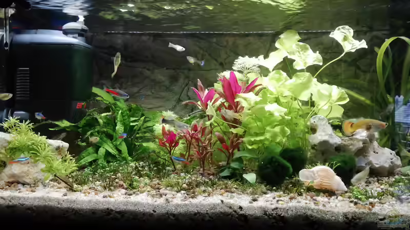 01/2021 von KleinerFisch (8)