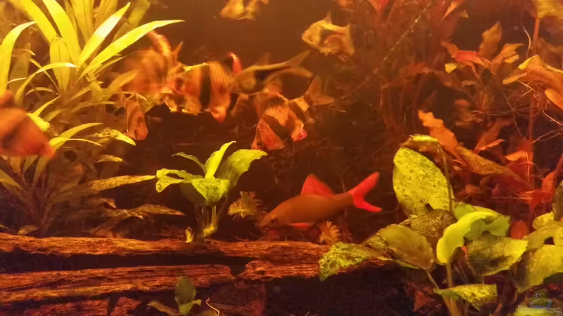 01.Juli 2016 von SvenDerGroße (10)