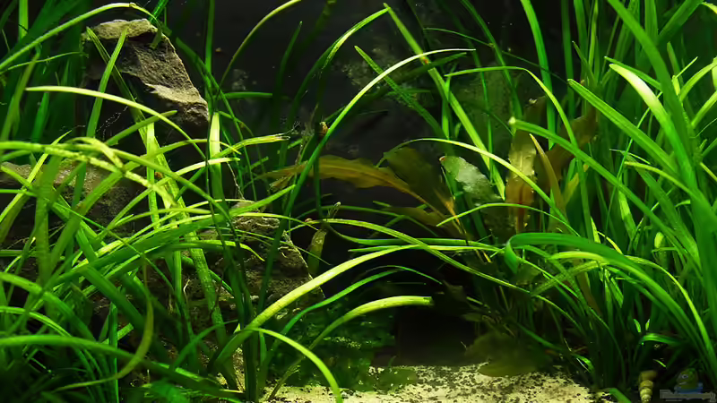 019-05-10 von Mario74 (8)