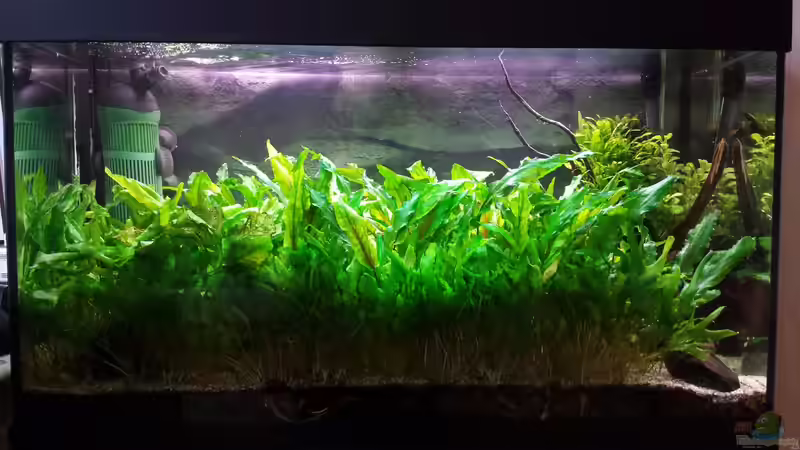 02.01.2015 von JohnnyWishbone (5)