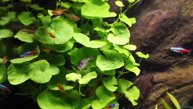 02.02.2010 von Maria Glas (2)