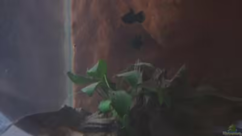 02.02.2011 - Anubias barteri var. nana von db (13)