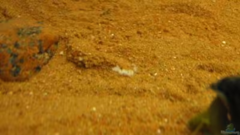 02.02.2011 - Schnecken66 - Spuren im Sand von db (30)