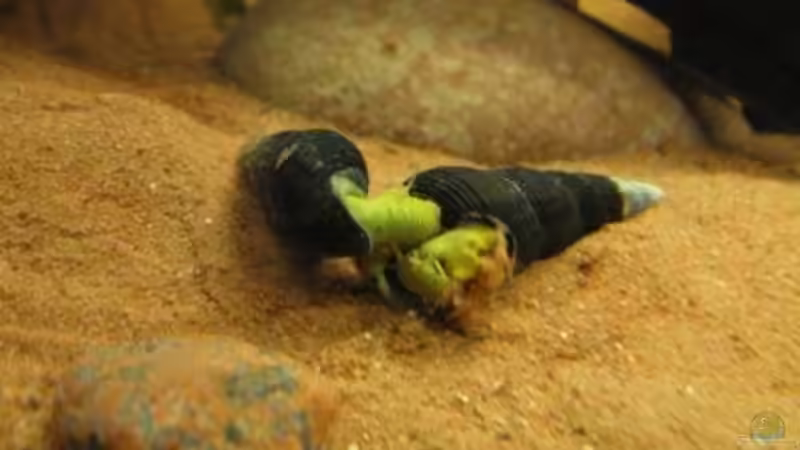 02.02.2011 - Schneckensex 2 von db (26)