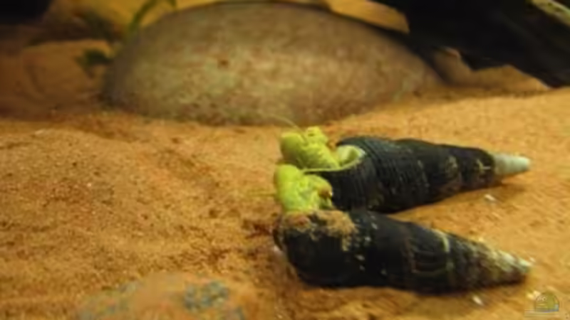 02.02.2011 - Schneckensex 3 von db (27)