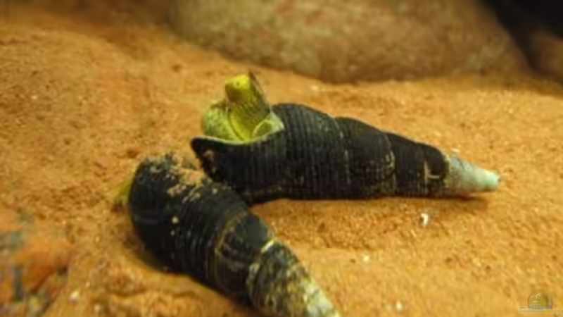 02.02.2011 - Schneckensex 4 - FERTSCH!!! von db (28)