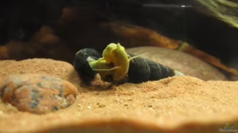 02.02.2011 - Sulawesi-TDS beim Beleben des Beckens (Schneckensex 1) von db (25)