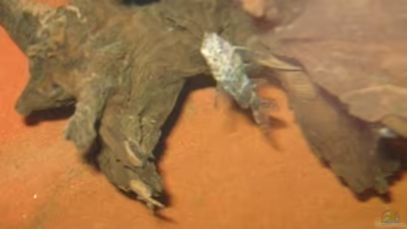 02.02.2011 - Synodontis nigriventris von db (32)