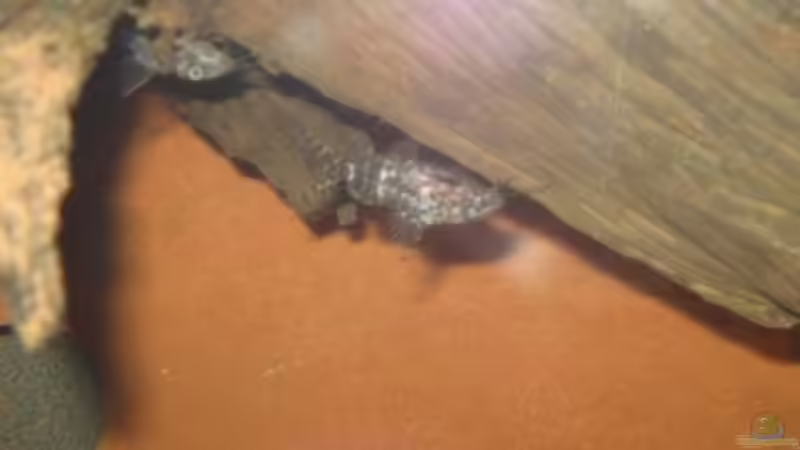 02.02.2011 - Synodontis nigriventris von db (35)