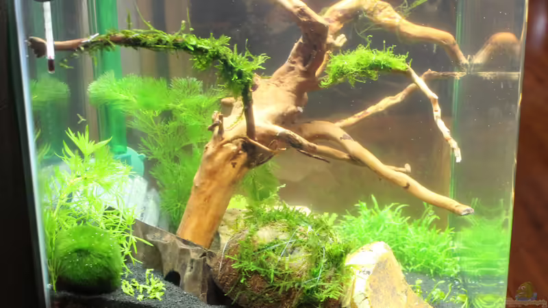 02.02.2015 von SouthAmerica (7)