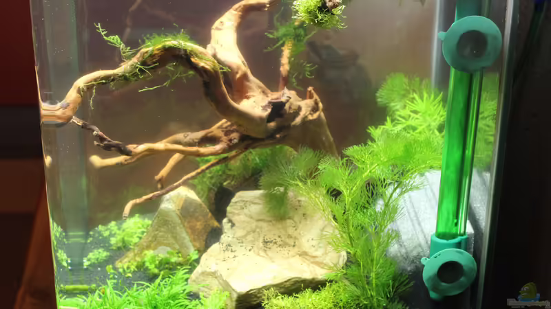 02.02.2015 von SouthAmerica (8)