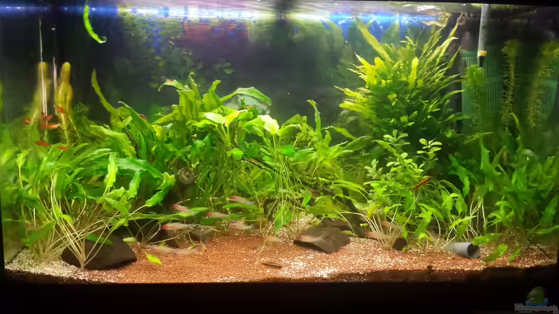 02.02.2016 von JohnnyWishbone (11)