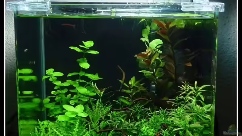 02.03.2009 von *Dominique* (4)