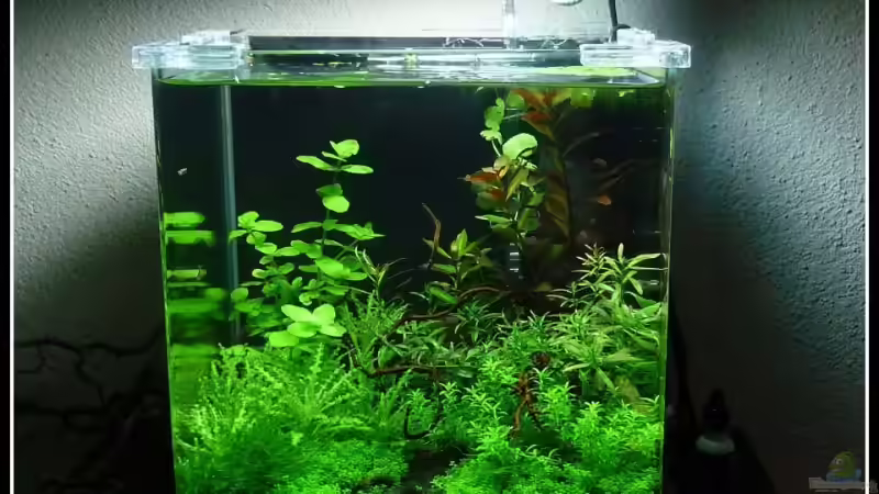 02.03.2009 von *Dominique* (5)