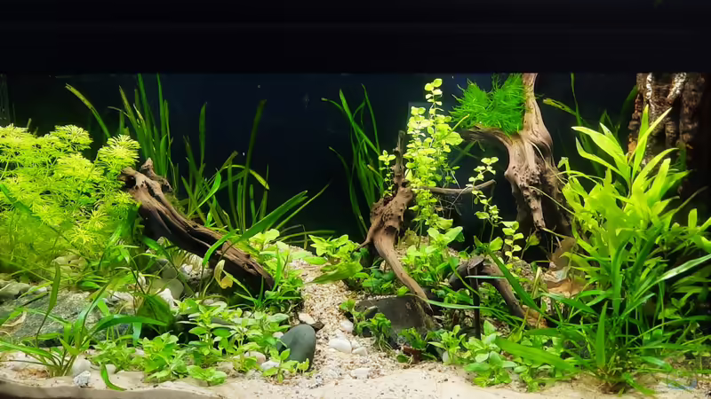 02.03.2021 von okefenokee (4)