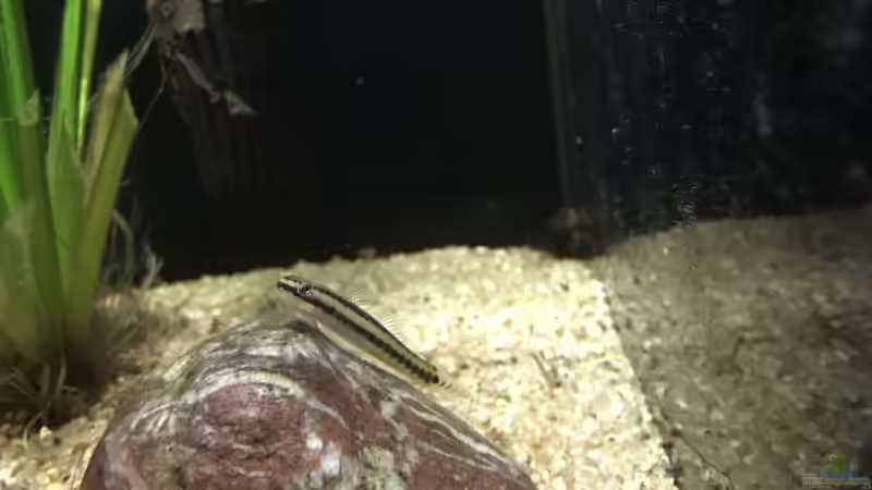 02.03.23 Stiphodon rutilaureus 2 von herkla (72)